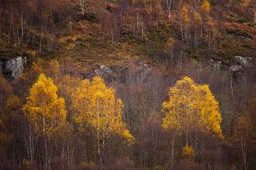 Yellow Birch by Ton Drijfhamer