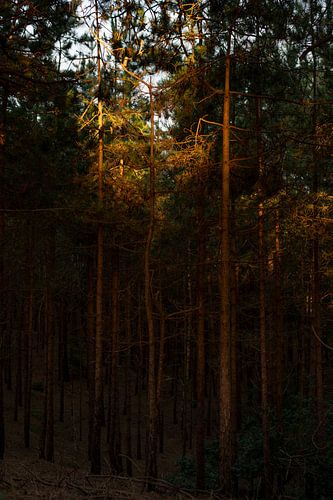 Équilibre entre la lumière et l'obscurité