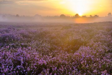 Zonsopgang in een heidelandschap met bloeiende heideplanten