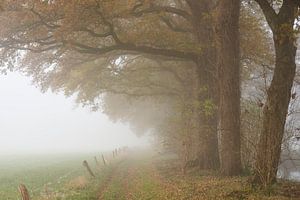 Nebliger Morgen im November