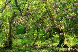 Rhododendron Ireland by Yria Meijer