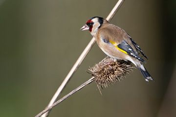 Goldfinch by Robbie Nijman