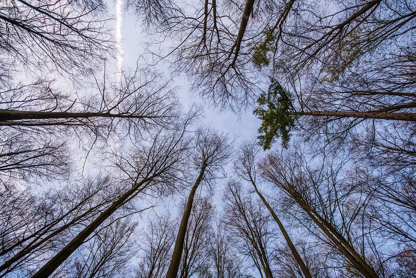 look up by Bart Liesenborgs