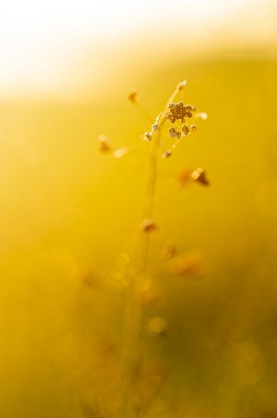 Golden and yellow summer morning sun flower at dawn macro, with depth of field. by John Quendag