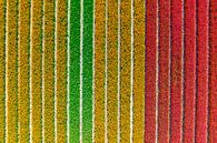 Tulpen in verschillende kleuren in een veld tijdens de lente van Sjoerd van der Wal Fotografie thumbnail