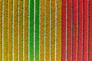 Tulips in multiple colors growing in a field during springtime