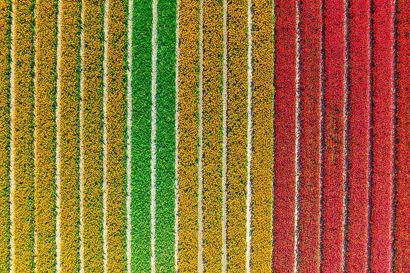 Tulpen in verschillende kleuren in een veld tijdens de lente van Sjoerd van der Wal Fotografie