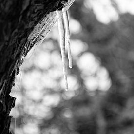 Icicles en noir et blanc sur Ingrid de Vos - Boom