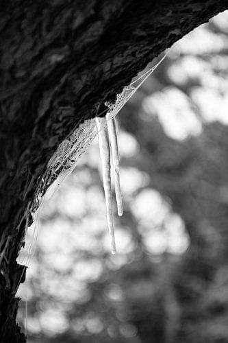 IJspegels in zwart wit