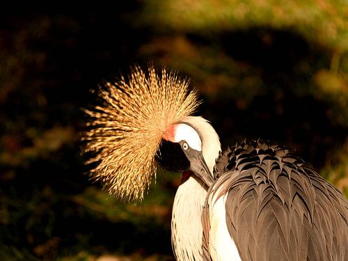 Zwarte kroonkraanvogel in Brazilië