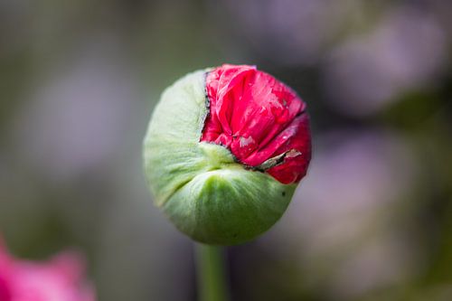 Poppy flower in bud