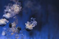 Graceful jellyfish