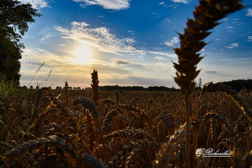 beautiful sunset the grain fields of zuidbroek by richard hut