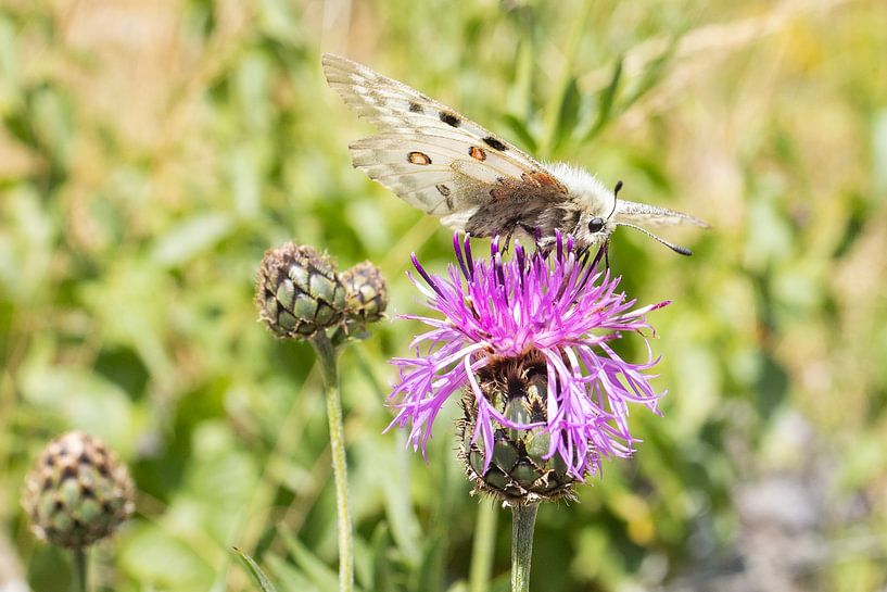 Schöner Apollo-Schmetterling im National Parc des Ecrins von Andrew van der Beek