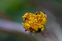 Paardenbloem nog in de knop