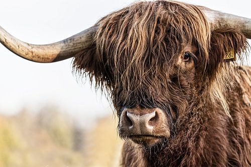 Scottish Highlander (beef)