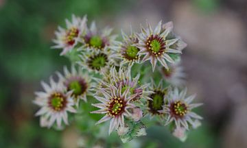 Donderblad in bloei (Sempervivum tectorum) van Peter Broer