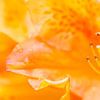 Orange flower (Azalea) by Joram Janssen