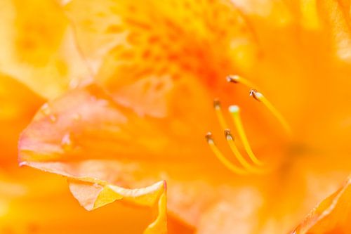 Oranje bloem (Azalea)