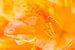 Oranje bloem (Azalea) van Joram Janssen
