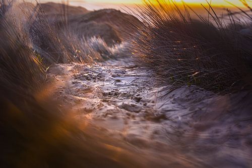 Path through the dunes in the evening light