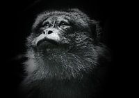 Berber monkey .