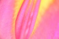 Color your life V