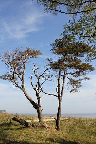 Kustbomen