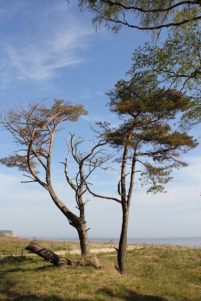 Coastal trees by Ostsee Bilder