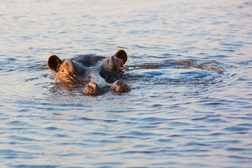 Big Hippo Is Watching You (Nijlpaard)  van Dexter Reijsmeijer