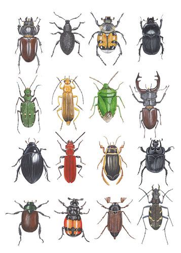 Beetles