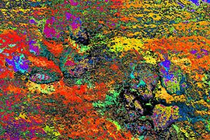 Paw Prints Farbe Raserei