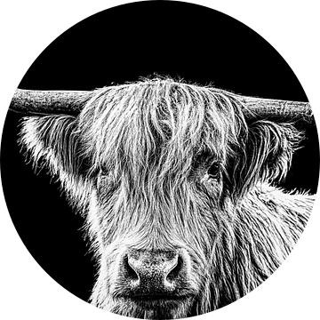 Hooglander koe in zwart wit