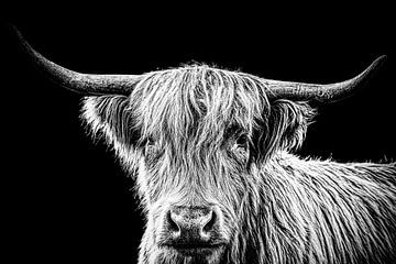 Highlander cow in black and white