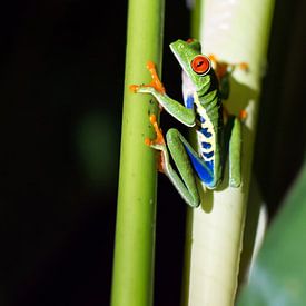 Red-eyed tree frog between 2 stalks sur Tim Verlinden