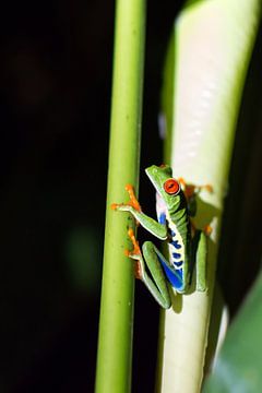 Red-eyed tree frog between 2 stalks by Tim Verlinden