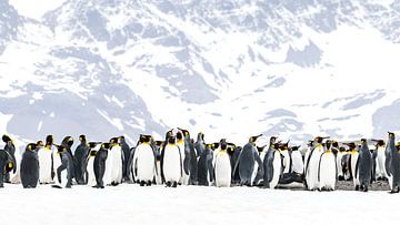 Koningspinguïns van South Georgia van Nanda Bussers