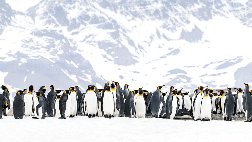 King penguins of South Georgia by Nanda Bussers