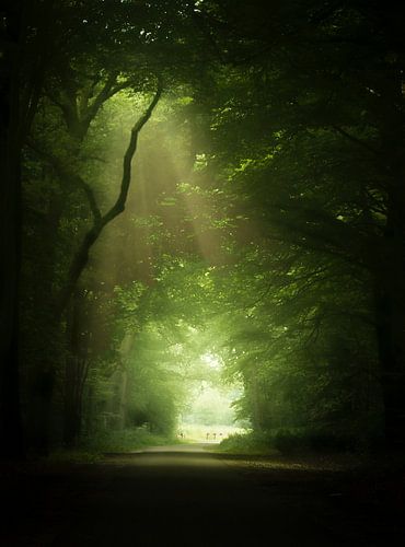Sonnenstrahlen in einem nebligen Wald.