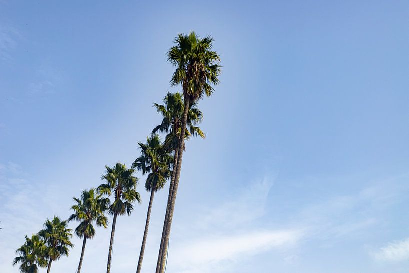 Row of palm trees with blue sky and white clouds in Porto, Portugal by Karijn | Fine art Natuur en Reis Fotografie
