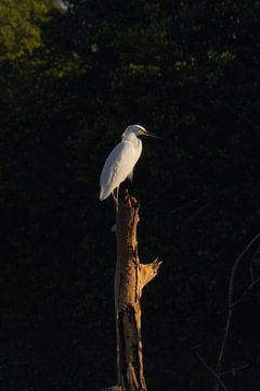 Aigrette d'Amérique | Oiseau blanc | Faune sauvage | La Ventanil sur Kimberley Helmendag