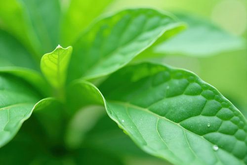 Close-up van groene plantenbladeren met waterdruppels