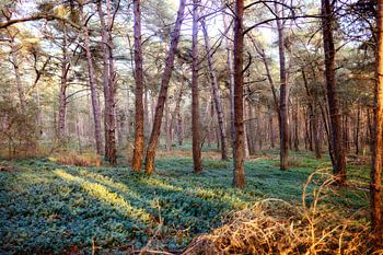 La forêt avec tapis vert aux Pays-Bas Holten