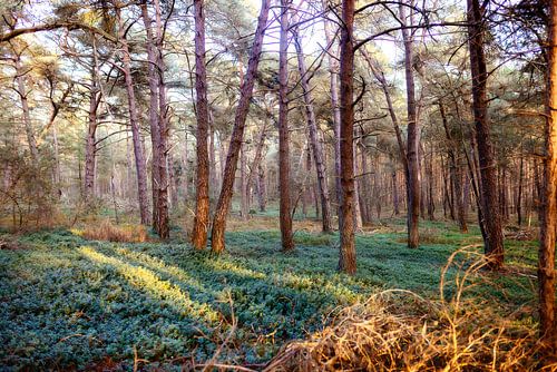 The forest with green carpet in the Netherlands Holten