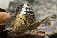 Parthenos sylvia  butterfly