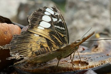 Parthenos sylvia  butterfly van Sandra Loermans-Borgman
