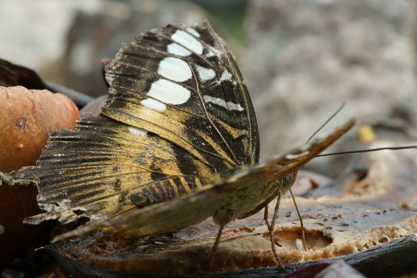 Parthenos sylvia  butterfly par Sandra Loermans-Borgman