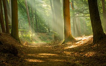 Bäume im Rampenlicht