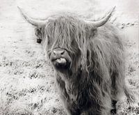 Funny Highlander Cow in Black and white