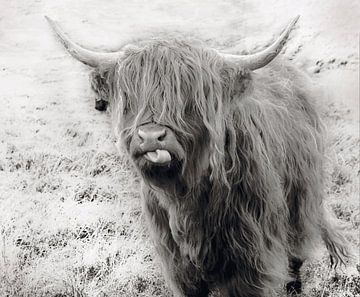 Funny Highlander Cow in Black and white van Herman Peters